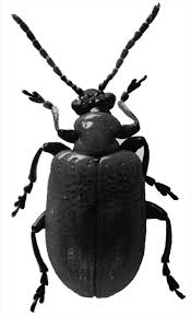 Attēlu rezultāti vaicājumam “Lilioceris lilii”