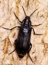 Attēlu rezultāti vaicājumam “Melandrya dubia”