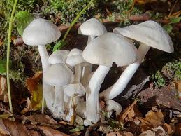 Attēlu rezultāti vaicājumam “Lycogala conicum sessile”