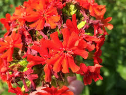 Attēlu rezultāti vaicājumam “Silene chalcedonica”