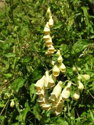 Image result for Digitalis grandiflora