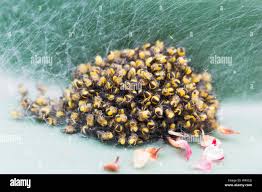 Attēlu rezultāti vaicājumam “Araneus diadematus juvenile”