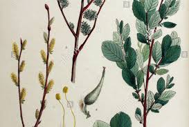 Attēlu rezultāti vaicājumam “Salix aurita”