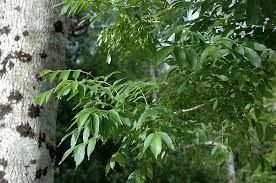 Attēlu rezultāti vaicājumam “Fraxinus excelsior”