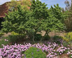 Attēlu rezultāti vaicājumam “Ulmus x hollandica”