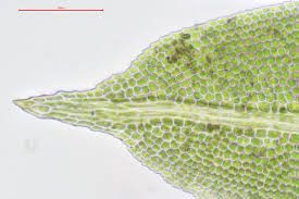 Attēlu rezultāti vaicājumam “Fissidens taxifolius sporophyte”