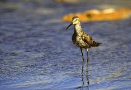 Image result for Calidris himantopus