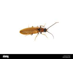 Attēlu rezultāti vaicājumam “Denticollis linearis”