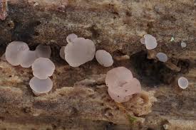 Attēlu rezultāti vaicājumam “Ombrophila violacea”