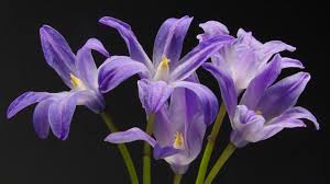 Attēlu rezultāti vaicājumam “Scilla luciliae”