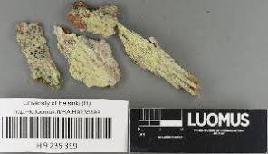 Attēlu rezultāti vaicājumam “Pertusaria flavida”