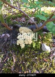 Attēlu rezultāti vaicājumam “Didymium spongiosum macro”