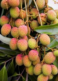 Image result for Litchi chinensis