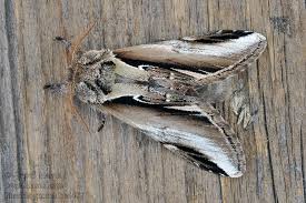 Attēlu rezultāti vaicājumam “Pheosia gnoma”