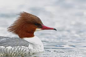 Attēlu rezultāti vaicājumam “Mergus merganser”