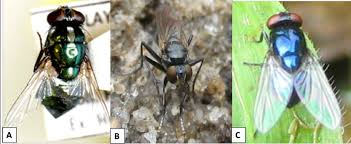 Attēlu rezultāti vaicājumam “Muscidae”