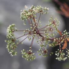 Attēlu rezultāti vaicājumam “Cicuta virosa”