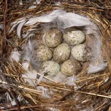 Attēlu rezultāti vaicājumam “Turdus merula eggs”