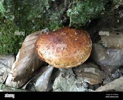 Attēlu rezultāti vaicājumam “Stropharia albocrenulata”