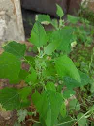 Attēlu rezultāti vaicājumam “Chenopodium acerifolium”