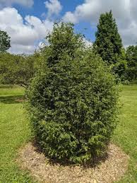 Attēlu rezultāti vaicājumam “Tilia platyphyllos Laciniata”