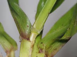 Attēlu rezultāti vaicājumam “Blysmus compressus leaf”