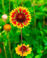Attēlu rezultāti vaicājumam “Helianthemum x hybridum flower”