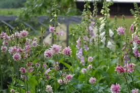 Image result for Aquilegia vulgaris `Nora Barlow`