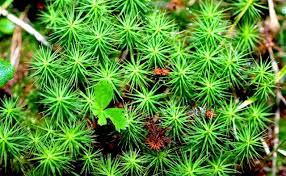 Attēlu rezultāti vaicājumam “Polytrichum juniperinum sporophyte”