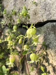 Attēlu rezultāti vaicājumam “Silene baccifera fruit”