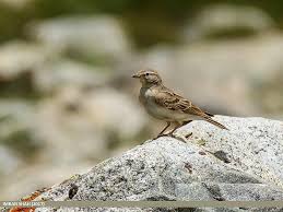 Image result for Calandrella brachydactyla