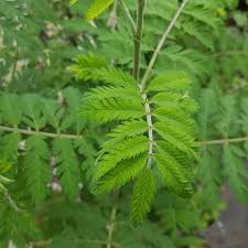 Attēlu rezultāti vaicājumam “Sorbus aucuparia leaf”