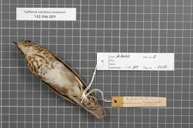 Image result for Catharus ustulatus