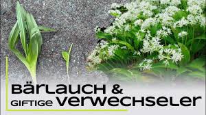 Image result for Bärlauch