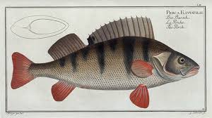 Attēlu rezultāti vaicājumam “Perca fluviatilis”