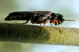 Attēlu rezultāti vaicājumam “Hylecoetus dermestoides male”