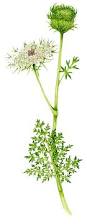 Image result for Daucus carota