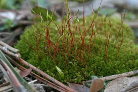 Attēlu rezultāti vaicājumam “Ceratodon purpureus sporophyte”