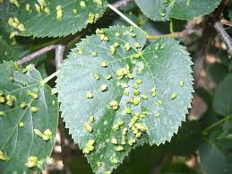 Attēlu rezultāti vaicājumam “Eriophyes tiliae”