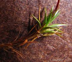 Attēlu rezultāti vaicājumam “Polytrichum juniperinum sporophyte”