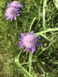 Attēlu rezultāti vaicājumam “Dipsacaceae”