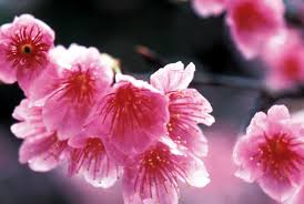 Image result for 緋寒桜