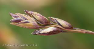 Attēlu rezultāti vaicājumam “Danthonia decumbens bud”