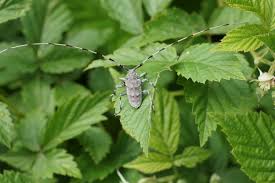 Attēlu rezultāti vaicājumam “Acanthocinus aedilis”