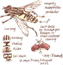 Attēlu rezultāti vaicājumam “Helophilus hybridus male”