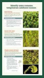 Attēlu rezultāti vaicājumam “Isothecium myosuroides sporophyte”