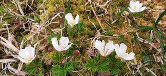 Attēlu rezultāti vaicājumam “Rubus chamaemorus”