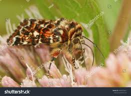 Attēlu rezultāti vaicājumam “Anarta myrtilli larva”