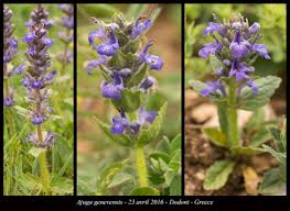 Attēlu rezultāti vaicājumam “Ajuga genevensis”
