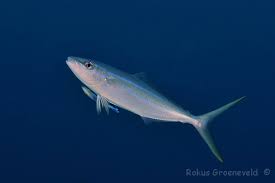 Image result for Elagatis bipinnulata